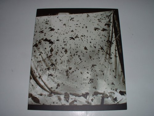 Emmet Gowin : Mariposas Nocturnas - Edith In Panama