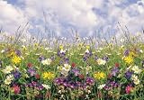 Fototapete Motivtapete Wall Mural Flower Meadow (pmi) - Blumenwiese Wiese Blumen Blüten - 8 Einzelteile - Größe 366 x 254 cm