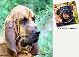 Bloodhound Dog Drink Coasters