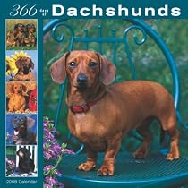 Dachshunds 366 Days 2008 Square Wall Calendar