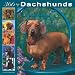 Dachshunds 366 Days 2008 Square Wall Calendar
