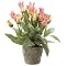 Pink Tulip Plant