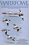 Waterfowl: An Identification Guide to the Ducks, Geese, and Swans of the World