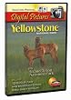 Yellowstone National Park Digital Pictures