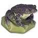 3B Scientific VN708/2 Female Common Toad (Bufo )