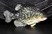 Crappie Fish Magnet
