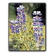 Arctic Lupine - Gift Enclosure Cards (set of 12)