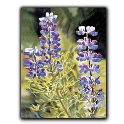 Arctic Lupine - Gift Enclosure Cards (set of 12)