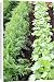Canvas Prints of Vegetable rows from Ros Drinkwater