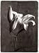 Stargazers & Buds, Art Poster by Judy Mandolf, size 19" x 25"