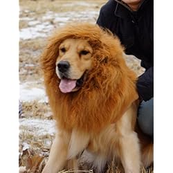 Pet Dog halloween costume ideas