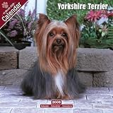 Yorkshire Terrier 2009 Wall Calendar