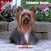 Yorkshire Terrier 2009 Wall Calendar