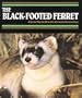 The Black-Footed Ferret (Endangered in America)