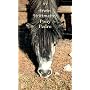 Pony Pedro