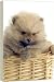 Dog - Pomeranian - 20 Inch Canvas Print (51 cm) by Ardea