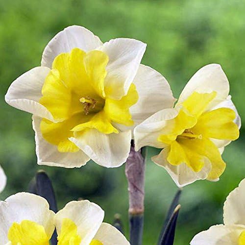 Smiling Twin Daffodil 50 Bulbs -Deer & Rodent Resistant - 14/16 cm Bulbs