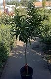Clementine Mandarin Orange Tree Five Gallon