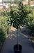 Clementine Mandarin Orange Tree Five Gallon