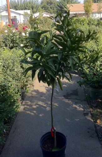 Clementine Mandarin Orange Tree Five Gallon