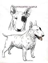 Bull Terrier - Double Image by Cindy Farmer