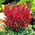 Red Fanal Astilbe (Red)