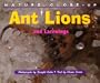 Nature Close-Up - Ant Lions and Lacewings