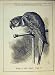 LIBERAL PARTY 1885 PARROT STAND BIRD POLITICS PRINT