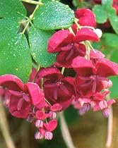 Chocolate Vine 10 Seeds - Edible- Akebia
