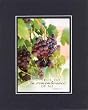 This Do in Remembrance of Me - Luke 22:19 . . . 8 x 10 Inches Biblical/Religious Verses set in Double Beveled Matting - A Timeless and Priceless Poetry Keepsake Collection