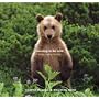 Learning to be Wild: Raising Orphan Grizzlies by Charlie Russell