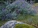 Silver Bush Lupine (Lupinus Albifrons) Flowers Blooming after Spring Rain, Sequoia National Park Photographic Poster Print by Jeff Foott, 30x40