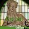 King Lear: Shakespeare Appreciated: (Unabridged, Dramatised, Commentary Options)