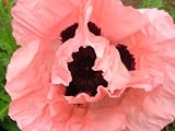 51H8xrzD0SL. SL160  200 Oriental Poppy Flower Seeds. Princess Victoria Louise Poppies.