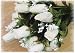 Set of 3-White Colored Silk Closed Rose Bud Bushes