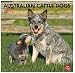 Australian Cattle Dogs 2012 Wall Calendar 12
