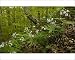 Photographic Prints of Seven-leaved bittercress - in montane beech forest (Fagus sylvatica) from Ardea Wildlife Pets