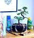 Indoor Bonsai Tree Premium Gift Set – Shaped Chinese Elm With 8 Piece Accessory Care Set