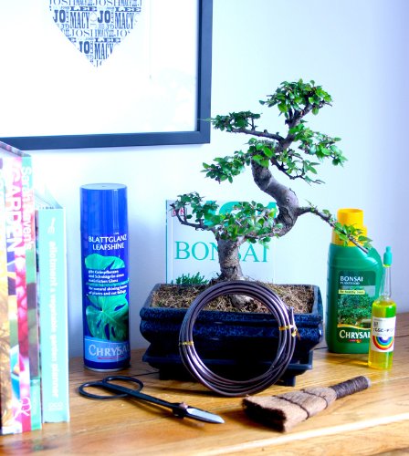 Indoor Bonsai Tree Premium Gift Set - Shaped 