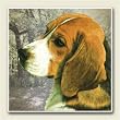 AbsorbaStone Coaster set~ Beagle ~4 Tile Drink Coasters ~ code 833C
