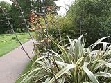 Eigenschaften tropical.garden  / Neuseeland Flachs grün-gelb gestr. - Phormium tenax variegatum 10K