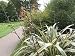 Neuseeland Flachs grün-gelb gestr. - Phormium tenax variegatum 10K