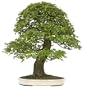 Brussel's Trident Maple Specimen Tree