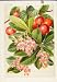 Arbutus Unedo Flower Plant Shrub Antique Print Color