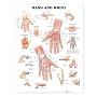 Hand and Wrist