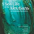 Sea Life of the Aleutians: An Underwater Exploration