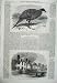 1870 Vulturine Guinea-Fowl Ruins Broadclist Exeter Fire