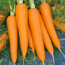 10,000 Seeds, Carrot "Royal Chantenay" (Daucus carota) Seeds By Seed Needs