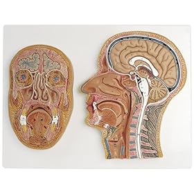 【クリックで詳細表示】頭部断面モデル，正中矢状断，前額断