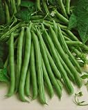 Stringless Blue Lake S-7 Pole Bean Seeds - Phaseolus Vulgaris - 6 Grams - Approx 25 Gardening Seeds - Vegetable Garden Seed